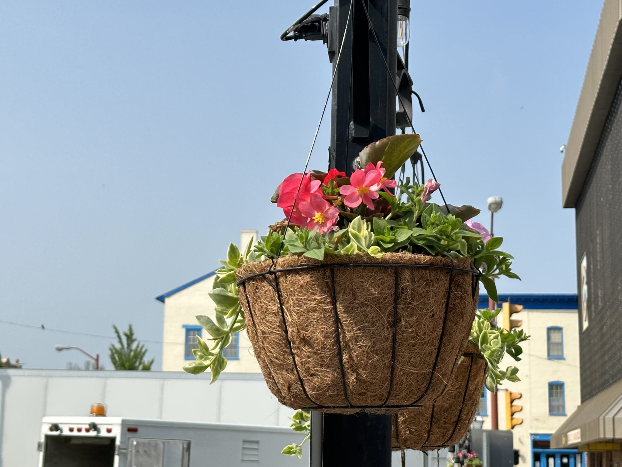 Hanging Basket